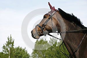 Sporty horse head against natural background