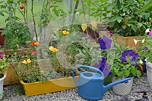 Sporuts of purslane and petunia flowers with watering can in greenhouse