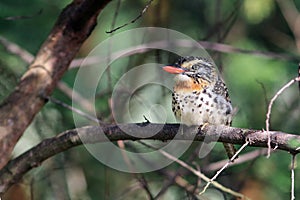 Spot-backed Puffbird perched on a dry caatinga tree branch photo