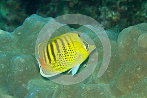 Spot banded Butterflyfish