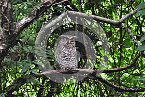 Spot-Bellied Eagle Owl bird sitting on the tree