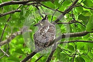 Spot-Bellied Eagle Owl bird sitting on the tree