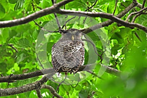 Spot-Bellied Eagle Owl bird sitting on the tree