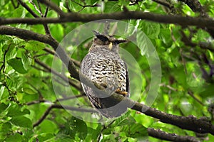 Spot-Bellied Eagle Owl bird sitting on the tree