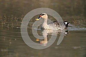 Spot-billed duck