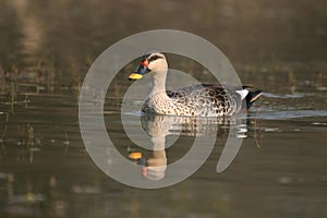 Spot-billed duck