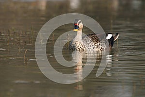 Spot-billed duck