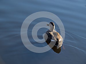 Spot-billed duck