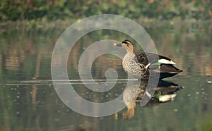 Spot Billed Duck (Anas Poecilorhyncha)