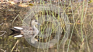 Spot Billed Duck photo