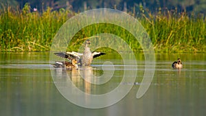 Spot-billed Duck (Anas poecilorhyncha), spotbill