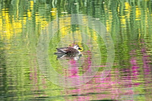 Spot-billed duck with colorful reflection on the water surface