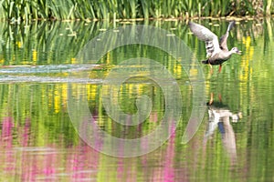 Spot-billed duck with colorful reflection on the water surface