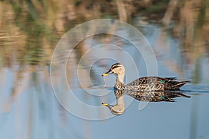 Spot Billed duck with reflection
