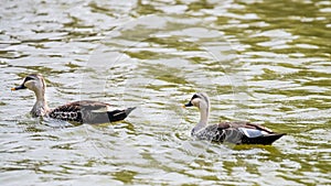 Spot billed ducks