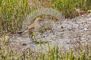 Spot-billed Ground -Turant in Shirvan National Reserve