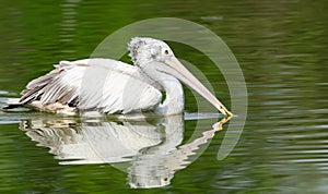 Spot-Billed Pelican