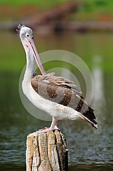 Spot-Billed Pelican