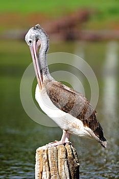 Spot-Billed Pelican
