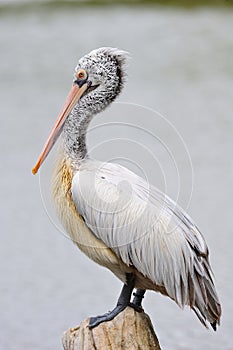 Spot-Billed Pelican