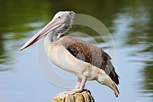 Spot-Billed Pelican