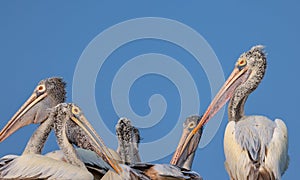Spot billed Pelican birds, Mascot of Lake Kolleru in Andhra Pradesh, India photo