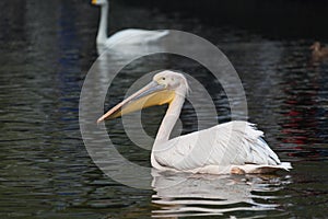 Spot-billed Pelican