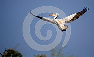 Spot-billed Pelican on Flight