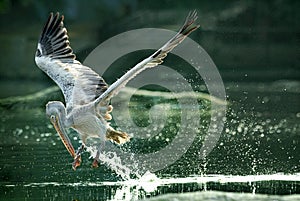 Spot-billed pelican gulping water in flight photo