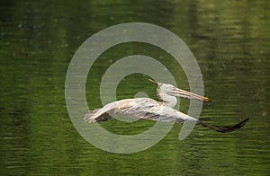 Spot-Billed Pelican Pelecanus philippensis