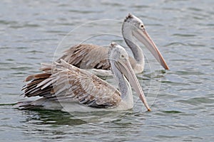 Spot-billed pelican Pelecanus philippensis Birds of Thailand
