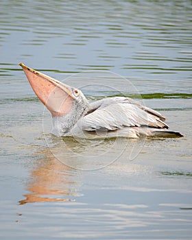 Spot-billed pelican swallowing a fish in his huge gular pouch in the lagoons of Bundala Park