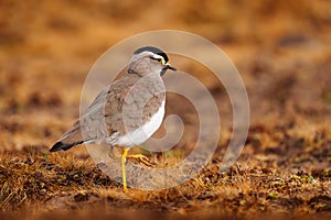 Spot-breasted Lapwing, Vanellus melanocephalus, rare endemic bird from Bale Montains NP in Ethiopia. Plower in the nature habitat