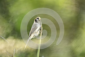 Spot-breasted Parrotbill catch lalang in nature