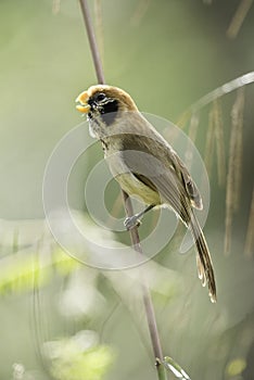 Spot-breasted Parrotbill catch lalang in nature