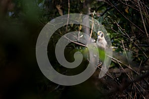 spot-breasted parrotbill or Paradoxornis guttaticollis observed in Khonoma in Nagaland, India