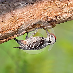 Spot-breasted pied woodpecker bird