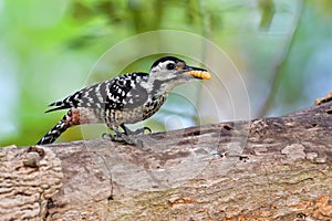 Spot-breasted pied woodpecker bird