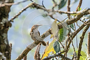 spot-breasted scimitar babbler or Erythrogenys mcclellandi observed in Khonoma in Nagaland, India