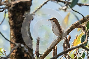 spot-breasted scimitar babbler or Erythrogenys mcclellandi observed in Khonoma in Nagaland, India