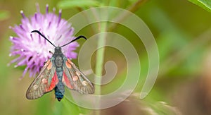 5-spot burnet moth at rest on black knapweed photo