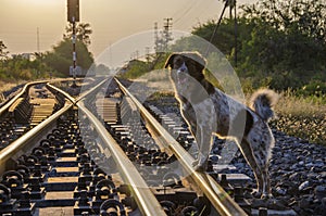 Spot dog with railways in evening sunlight