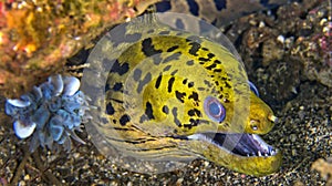 Spot-face Moray, Lembeh, Indonesia