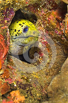 Spot-face Moray, Lembeh, North Sulawesi, Indonesia