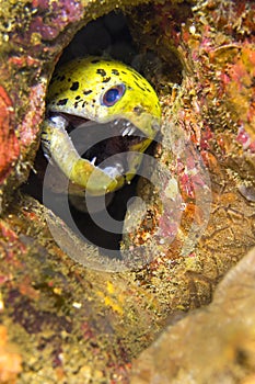Spot-face Moray, Lembeh, North Sulawesi, Indonesia