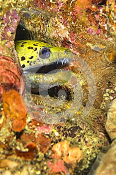 Spot-face Moray, North Sulawesi, Indonesia