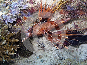 Spot fin Lionfish (Pterois antennata)