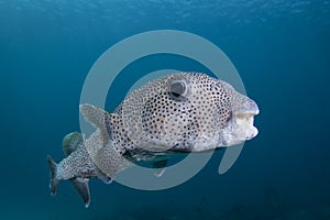 A Spot Fin Porcupine fish - Diodon hystrix