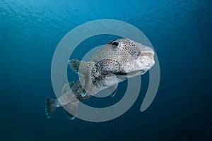 A Spot Fin Porcupine fish - Diodon hystrix