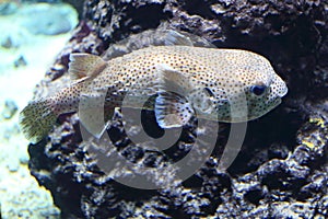 Spot-fin porcupinefish